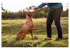 Dog Training in