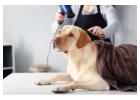 Dog Grooming in