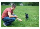 Dog Training in