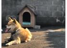 Dog Hostel in