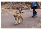 Dog Walking Services in