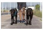 Dog Walking Services in