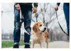 Dog Walking Services in