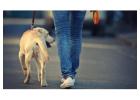 Dog Walking Services in