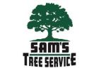Tree Trimming Service​ Rohnert Park