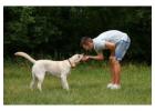 Dog Trainer in