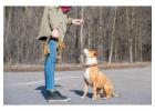 Dog Trainer in