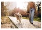 Dog Walking Services in