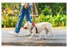Dog Walking Services in