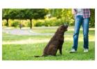 Dog Trainer in