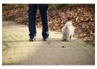 Dog Walking Services in Noida