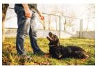 Dog Trainer in