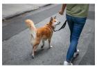 Dog Walking Services in