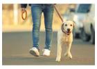 Dog Walking Services in