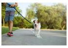 Dog Walking Services in