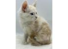 Maine Coon Kittens For Sale Near Wisconsin:  Well-Socialized Kittens Available Now