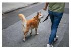 Dog Walking Services in