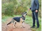 Dog Trainer in