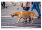 Dog Walking Services in