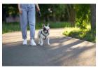 Dog Walking Services in