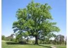Shop Oak Trees Online Free Delivery, Planting & 1-Year Warranty – iTrees.