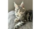 Maine Coon Cats For Sale: Gentle Giants for Your Home