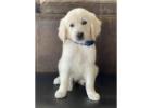 Golden Retriever Puppies Tennessee: Ready to Settle In