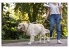 Dog Walking Services in