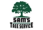 Tree Removal Services Petaluma