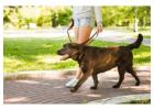 Dog Walking Services in