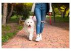 Dog Walking Services in