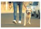 Dog Walking Services in