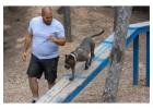 Dog Trainer in