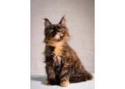 Maine Coon Breeders: Trusted Care and Quality You Can Rely On