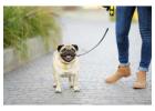 Dog Walking Services in