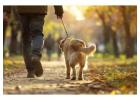 Dog Walking Services in
