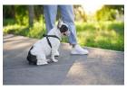Dog Walking Services in