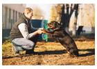 Dog Trainer in
