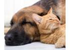 Rental Pet Rules Norfolk VA | Boardwalk Realty Guidelines