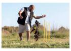 Dog Trainer in