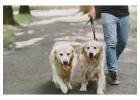Dog Walking Services in