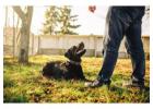 Dog Training Service in