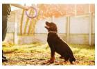 Dog Training Service in