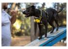 Dog Training Service in