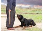 Dog Training Service in