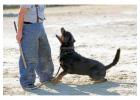 Dog Training Service in