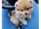 Micro teacup puppies for sale!