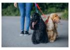 Dog Walkers in
