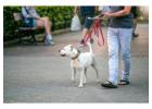Dog Walkers in