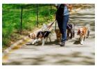 Dog Walkers in